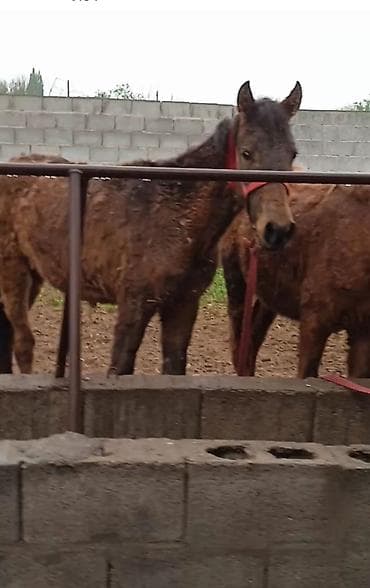 улья для пчел: Продаю | Кобыла (самка) | Полукровка | Рабочий — 2