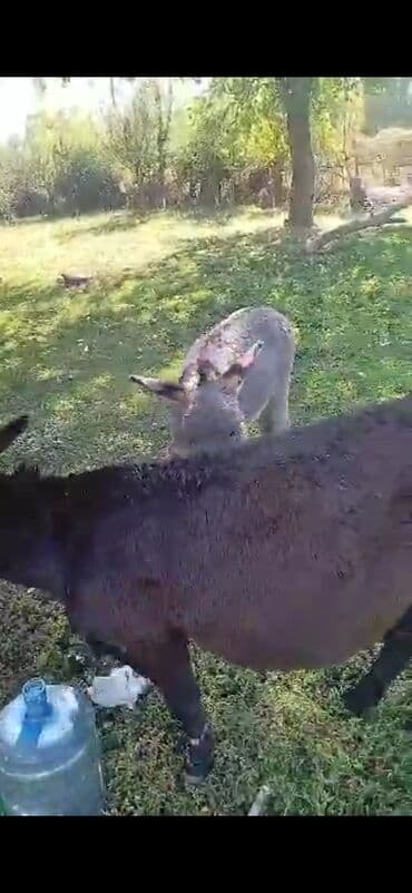 домик для животных: Ослы (семья) - На фото — взрослая ослица темной масти и осленок серой — 1