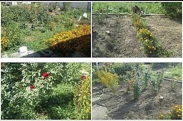 беременная: Уборка территории, Уборка двора и сада — 9