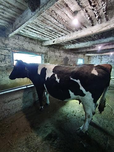 я ищу карову: Продаю | Корова (самка) | Для молока | Привязанные — 1
