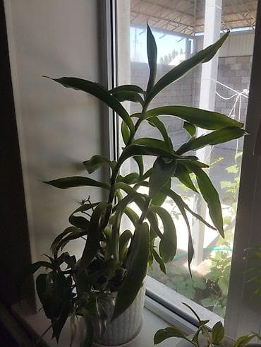 Комнатное растение Dracaena (драцена), в декоративном горшке. - at lalafo.kg Комнатное растение Dracaena (драцена), в декоративном горшке. -