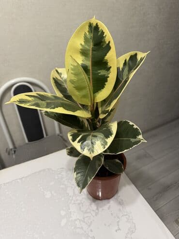 цветы гвоздика: Пальмы(Хомедория),замиокулькасы(доллар) Зензи,черный доллар,зеленый — 3