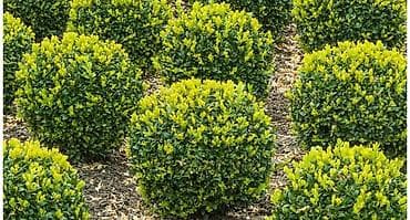 Продаю оптом самшит вечнозеленый из местного питомника. Возраст