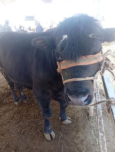Продаю | Бык (самец) | На откорм | Привязанные