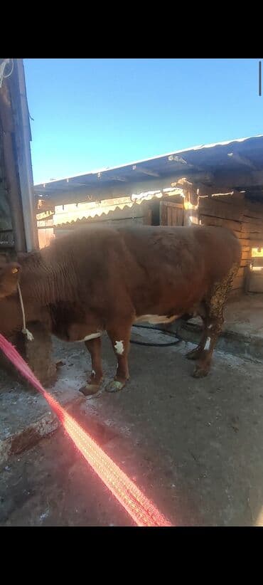 чип для животных: Сатам | Уй (ургаачы) | Шароле | Союуга | Кысыр — 2