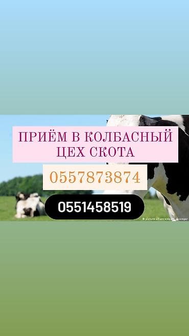 Куплю | Коровы, быки, Лошади, кони, Другие с/х животные | Круглосуточно, Любое состояние, Забитый at lalafo.kg Куплю | Коровы, быки, Лошади, кони, Другие с/х животные | Круглосуточно, Любое состояние, Забитый