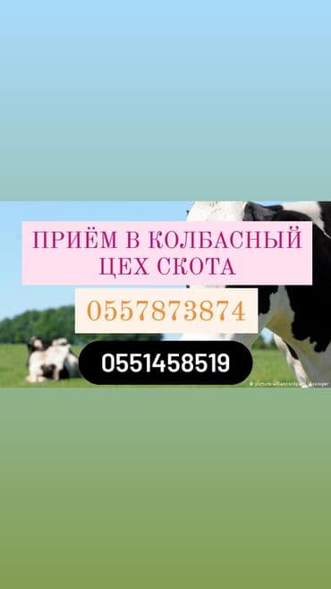 дом попугая: Куплю | Коровы, быки, Лошади, кони, Другие с/х животные | Круглосуточно, Любое состояние, Забитый — 1