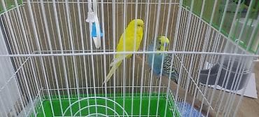 волнистые попугаи девочки: Волнистые попугаи пара + клетка - Вид: волнистые попугаи (пара, самец — 3