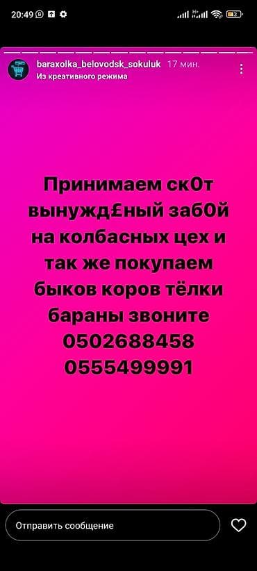 Кошки: Частное лицо : Козы, козлы, Другие с/х животные, | Круглосуточно, Любое состояние, Забитый — 1
