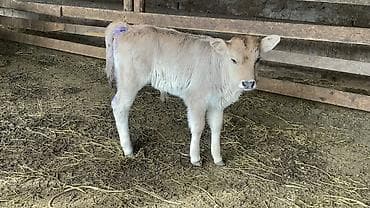 Услуги ветеринара: Продаю | Музоо, торпок | На откорм — 4