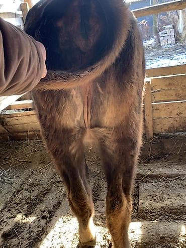 ат сатлат: Продаю | Тёлка | На откорм — 4