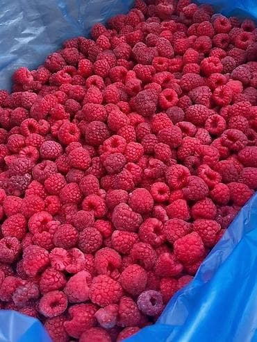 мясо с доставкой бишкек: Малина быстрозамороженная (IQF), целые ягоды - Ягоды цельные — 1