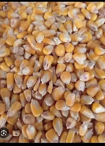 уголь портер: Продаю кукурузу 24 сом - Цельное сухое зерно кукурузы жёлтых сортов - — 1