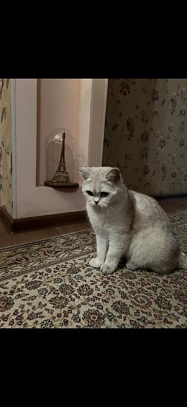 британская кошка шиншилла: Ищу человека, который будет любить и заботиться о ней даже лучше, чем — 2
