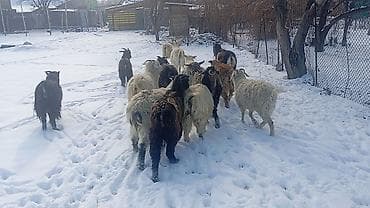 ахатинская улитка цена: Продаю | Коза (самка), Козлёнок | Полукровка | На забой, Для разведения, Для молока | Племенные, Котные — 3