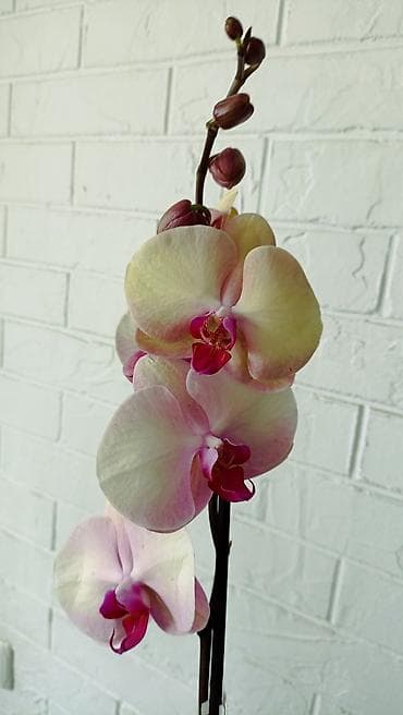орхидея фото цена: Большой выбор сортовых орхидей, высота растений 70 см. цены от 1450 до — 2