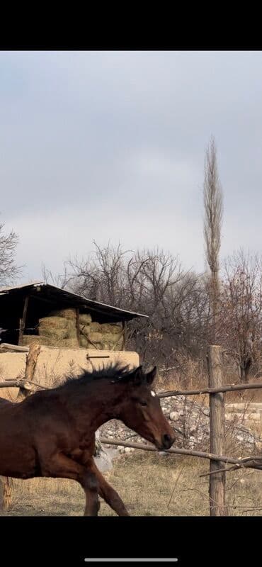 в связи с переездом отдам попугая жако в добрые руки: Продаю | Жеребец | Для разведения — 2