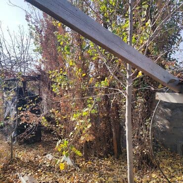 саженцы березы: Саженцы деревьев: Тополя — 2