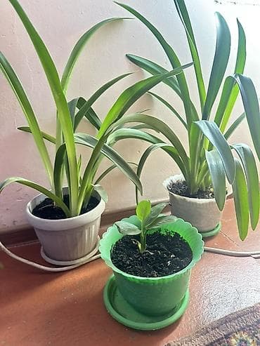 баа: 🪴 Комнатные растения по доступным ценам! 🌿 Цены — от 200 до 800 сом — 5