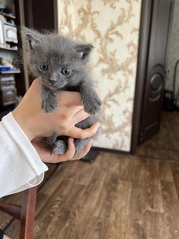 Котята домашние, помет из нескольких малышей: - Окрас: сплошной серый