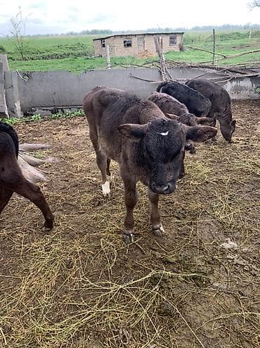 коровы швиц: Продаю | Музоо, торпок | На откорм — 4