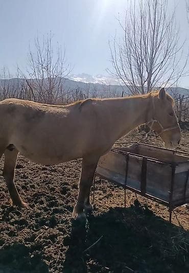 мышык фото: Сатам | Жылкы (эркек) | Аргын, Дончак | Жумушка | Мерин — 4