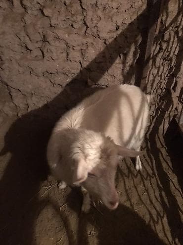 Продаю | Коза (самка) | Для разведения at lalafo.kg Продаю | Коза (самка) | Для разведения