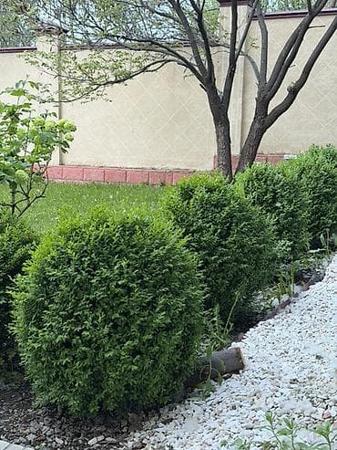 Самшит: Самшит шаровидной формы (Buxus) для ландшафтного озеленения. - Форма — 2