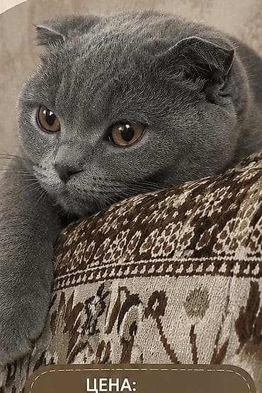веслаухие кошки: Шотландская вислоухая кошка (Scottish Fold) - Окрас: ровный — 3