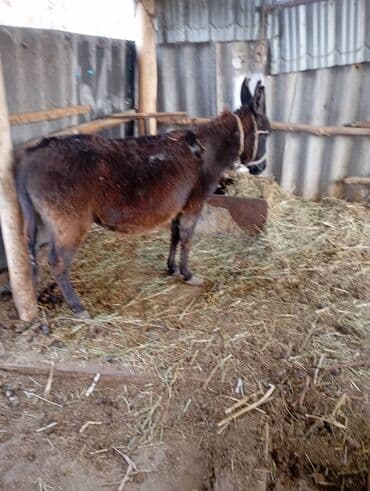 ат жабдыктары фото: Коделек менен — 1