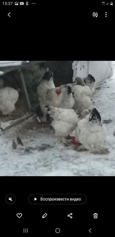 брама куры: Продаю | Куры | Брама | Для разведения — 7