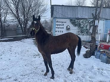 лошадь маленький: Продаю | Жеребец | Для разведения — 4