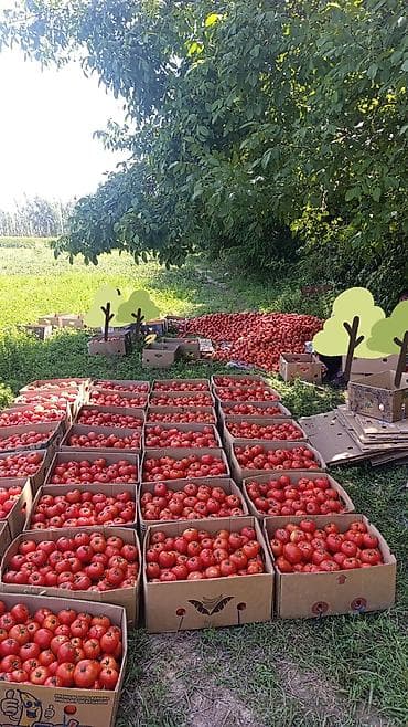 Азык-түлүктөр: Помидорлор Кызыл, Дүңүнөн — 3