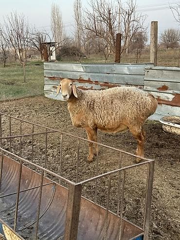 бараны аршан: Продаю | Овца (самка) | Для разведения | Ярка — 2