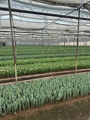 Уход и хранение одежды: Тюльпаны оптом с луковицей, срез «на луковице» из теплицы - 30 — 4