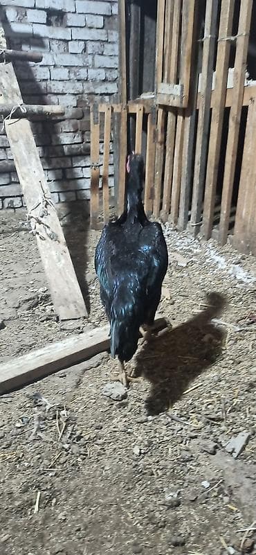 куры голошейка: Продаю | Петух | Бойцовая | Для разведения — 4