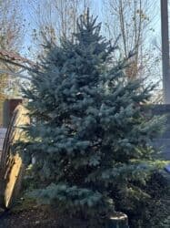 автоматический секатор для обрезки деревьев: Ель голубая (Picea pungens, Blue Spruce) для озеленения участка. - — 5