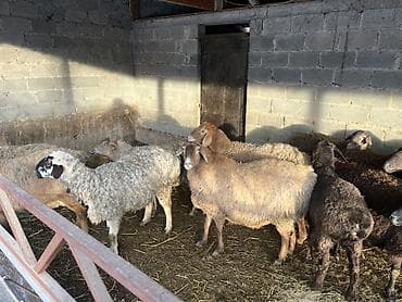 домик для животных: Продаю | Овца (самка) | Полукровка | Для разведения | Племенные — 4