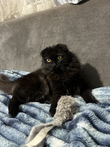 цена вислоухих котов: Скотиш Фолд (Шотландская вислоухая), 8 месяцев, Девочка, Черный, Приучена к лотку — 7