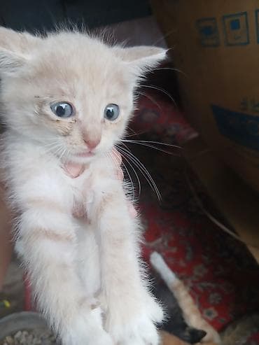 животные купить: Котята, помёт домашних кошек. На выбор несколько окрасов: - Рыжий — 2