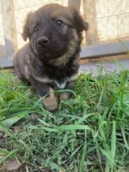 мальчик девочка: Собака даром: Дворняжка, 2 месяца, Самец, С прививкой — 3