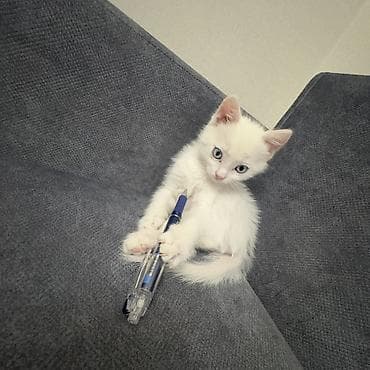 Продажа кошек: Ангорская, 1 месяц, Мальчик, Белый, Приучена к лотку — 3