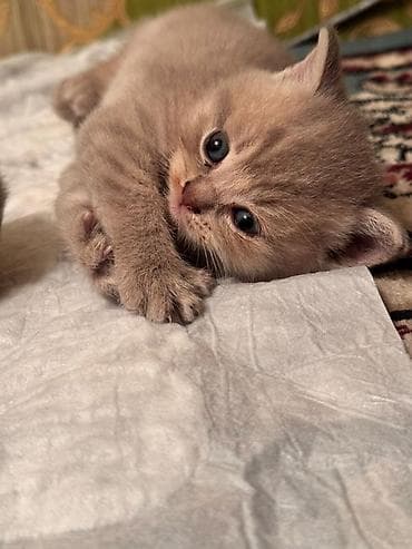 породистые кошки цена: Породистые котята серых и бежевых окрасов. Описание: - Тип — 7