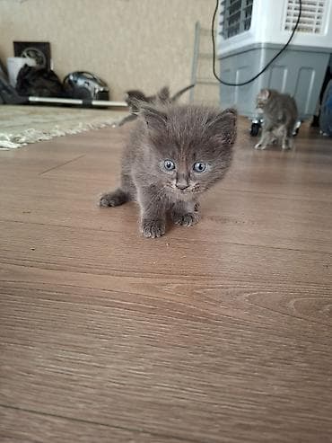 приму в дар котенка: Милые котята в добрые и ответственные руки 🐱Описание:Отдаем в добрые — 7