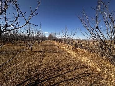 продаю квартира аламедин 1: Өсүмдүк өстүрүлүүчү чарба, 80 соток, Иштеп жаткан, Жабдууларсыз, Коммуникацияларсыз — 1