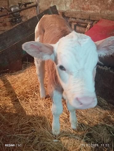 сут машинка: Продаю | Тёлка | На откорм | Привязанные — 4