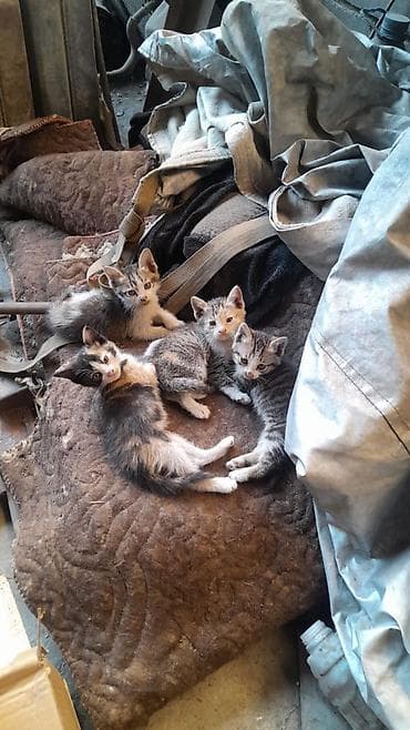 львенок купить: Кошка даром: Беспородная, 2 месяца, Мальчик — 4
