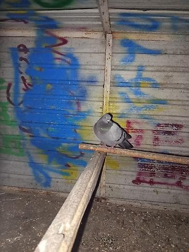 Голубь (домашний/спорт) серого окраса с блестящим зелёно‑фиолетовым at lalafo.kg Голубь (домашний/спорт) серого окраса с блестящим зелёно‑фиолетовым