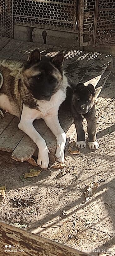 купить собаку акита ину: 3 месяца, Самец — 15