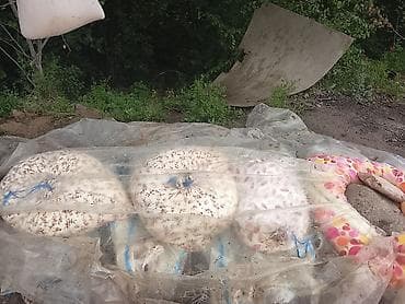 мука 1 сорт цена бишкек: Домашнее топлёное масло (ги) из коровьего молока - Натуральное масло — 4